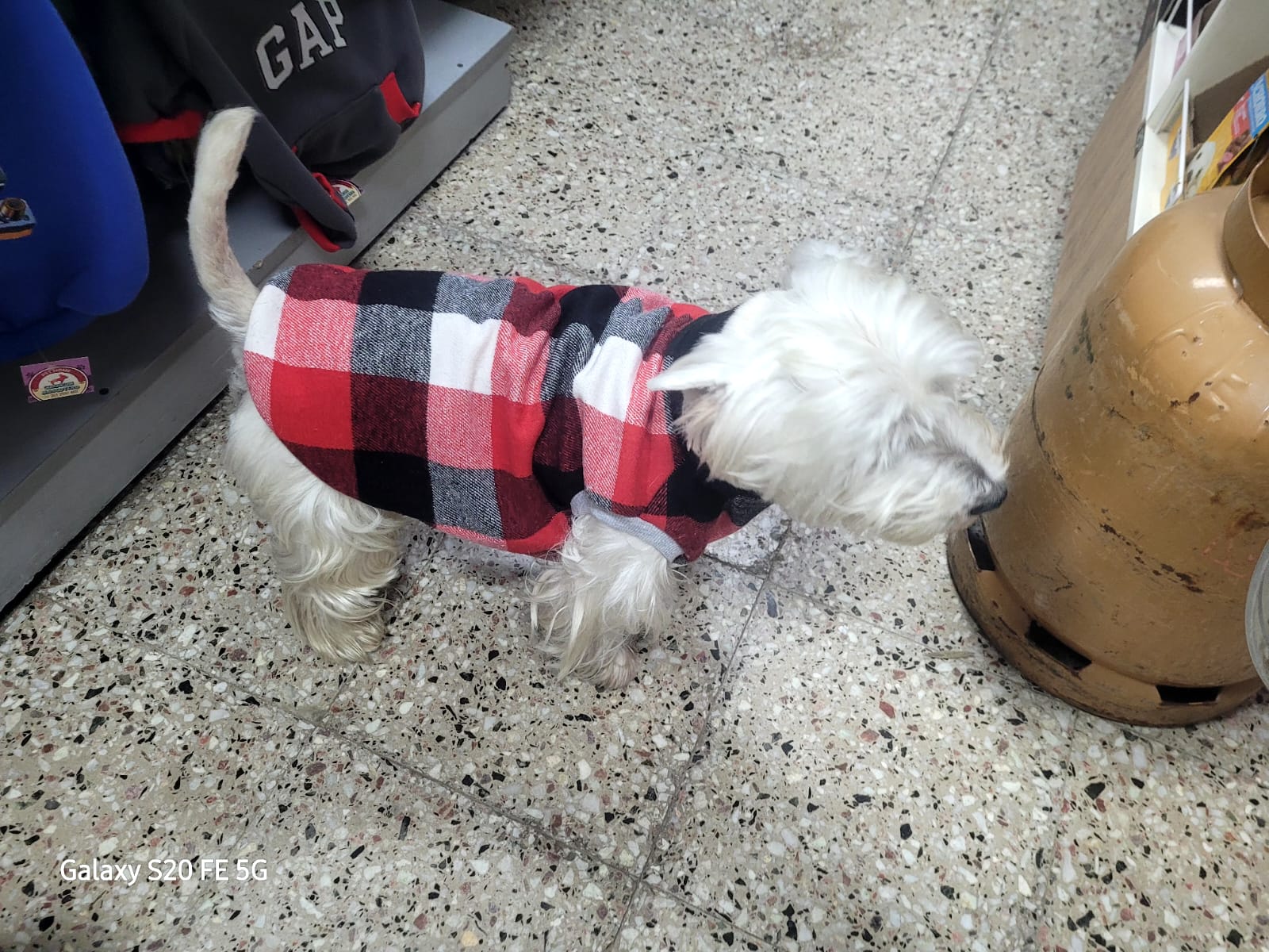 Buzo Friza de perro — foto 3