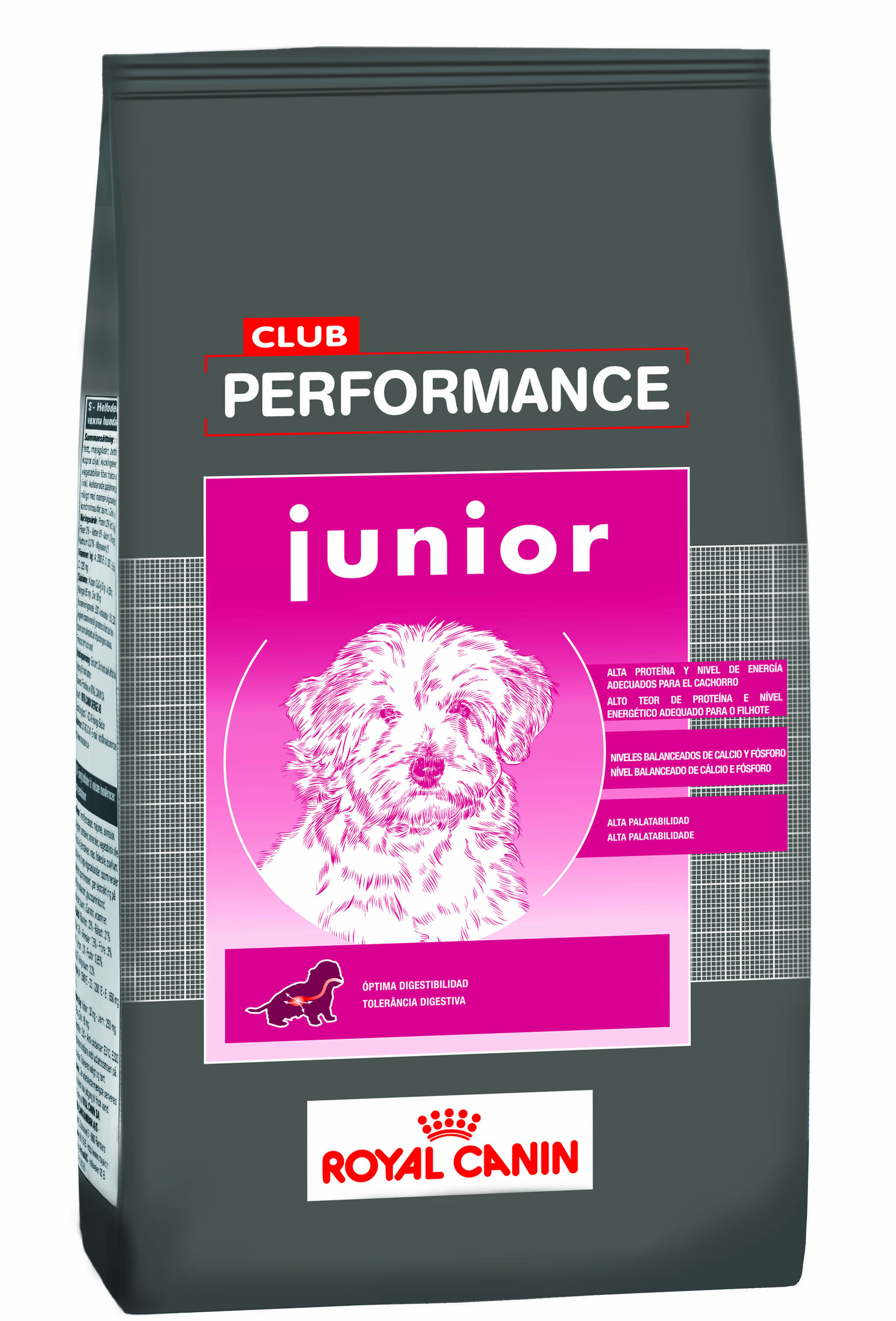 PERFORMANCE CACHORRO SUELTO